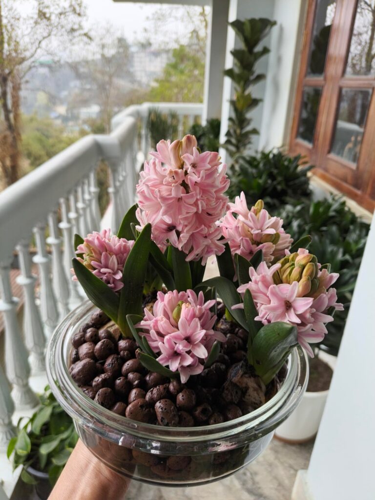 Hyacinth for Spring 😍🥰. First time grower. PS: love love the scent 🥺