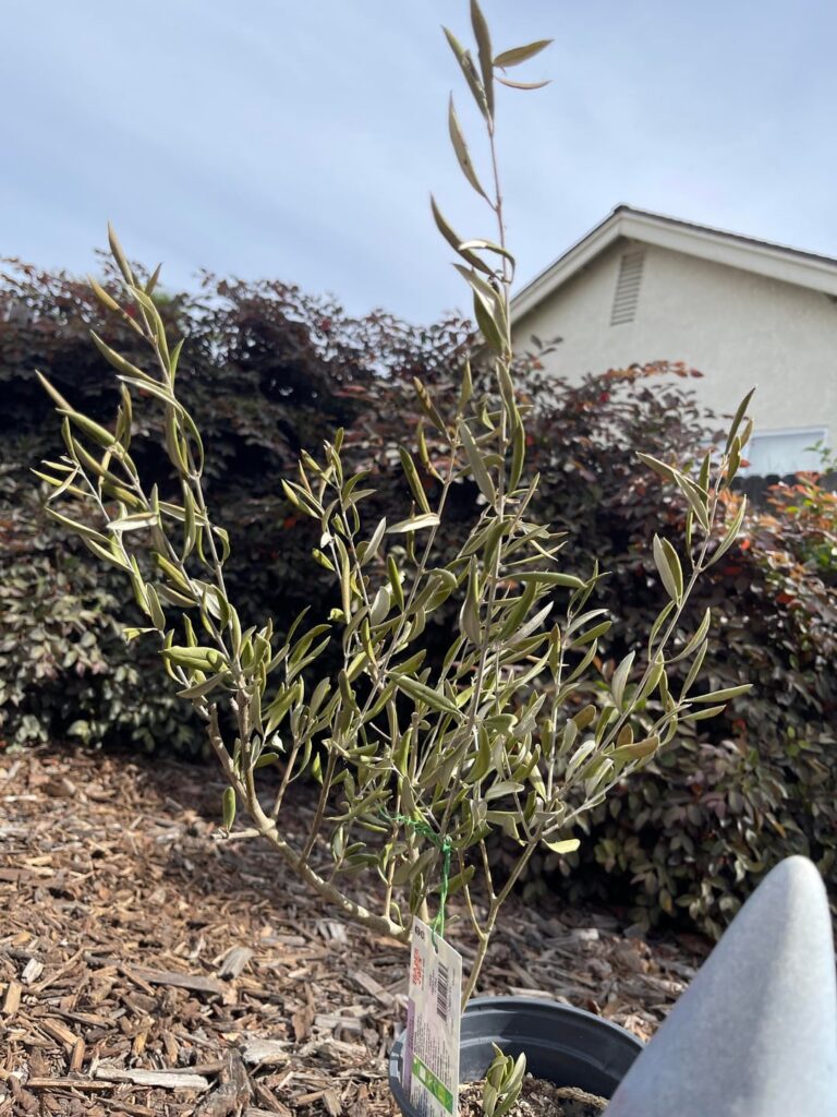 Neglected olive plant Neglected olive plant