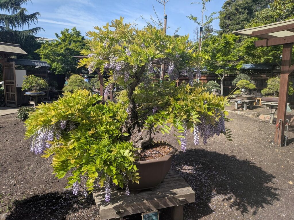 Visit today to the Lake Merritt Bonsai Garden Visit today to the Lake Merritt Bonsai Garden