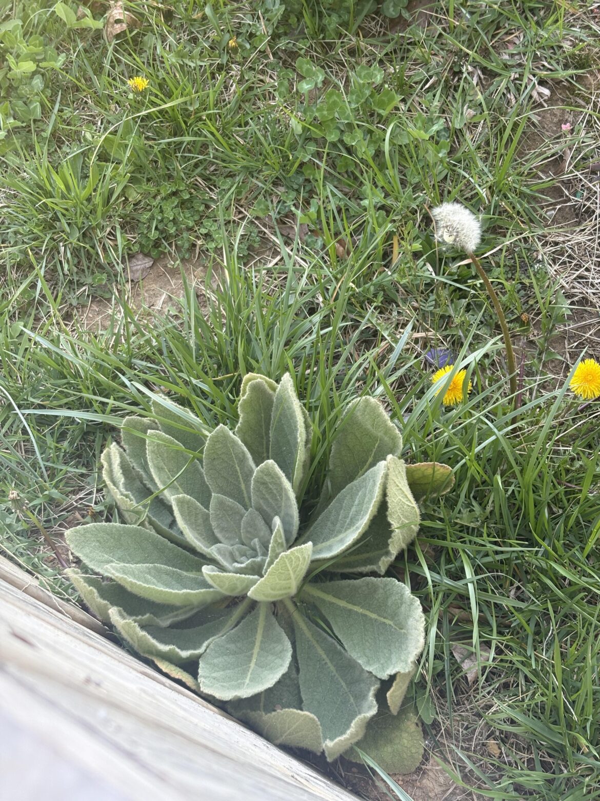 What is this and can I eat it :)