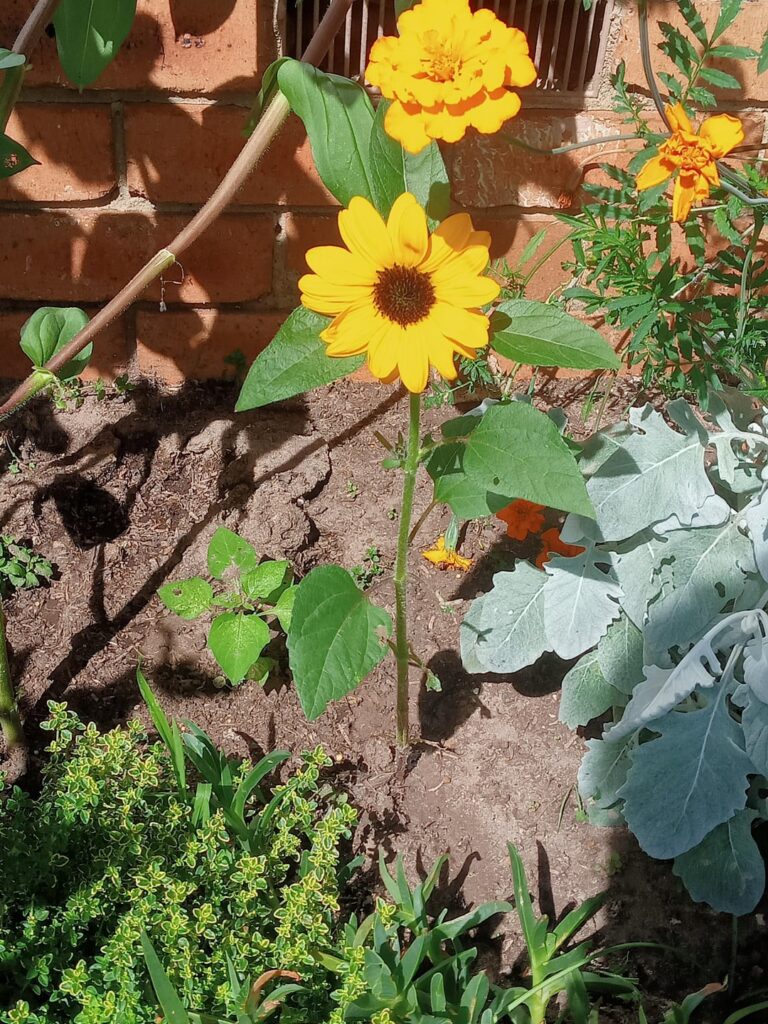Miniature Sunflower