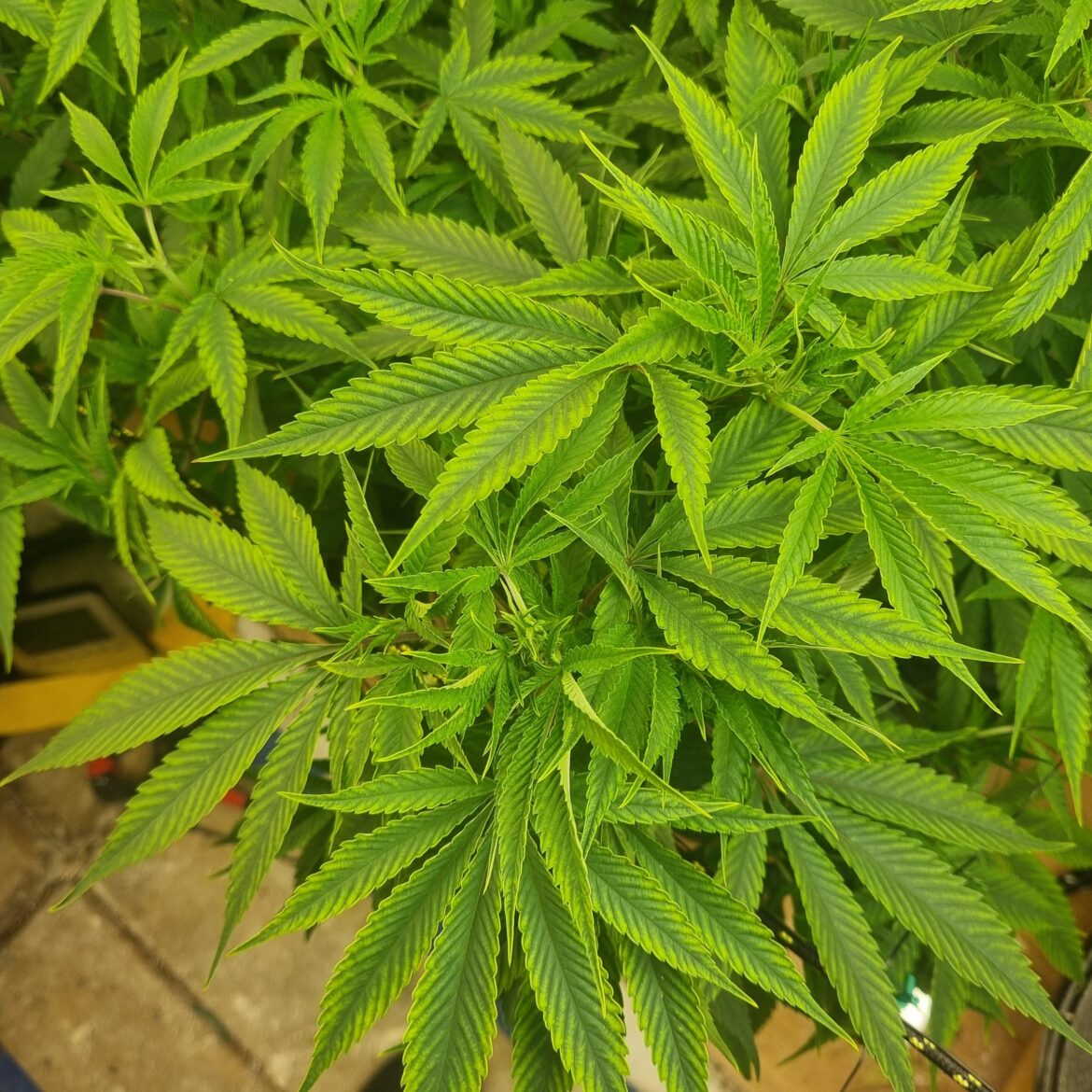 Please help Please help