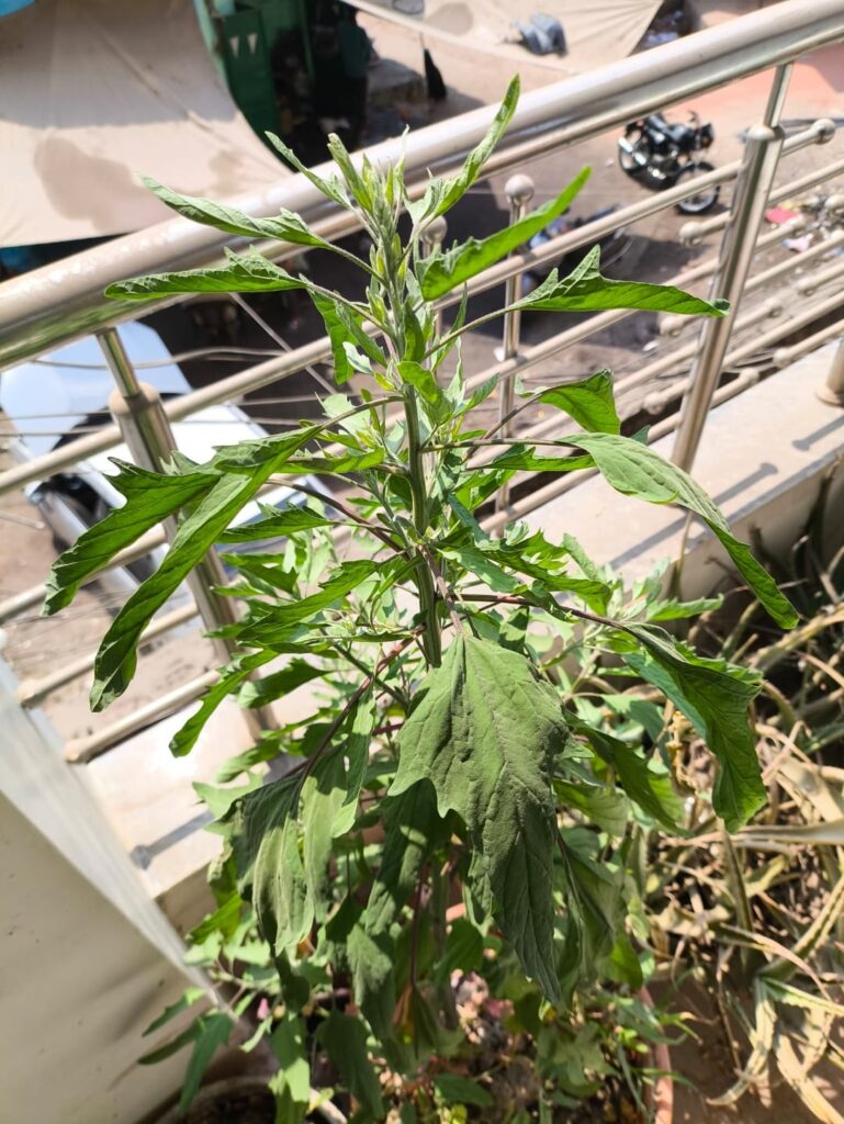 What plant is this? Location north India