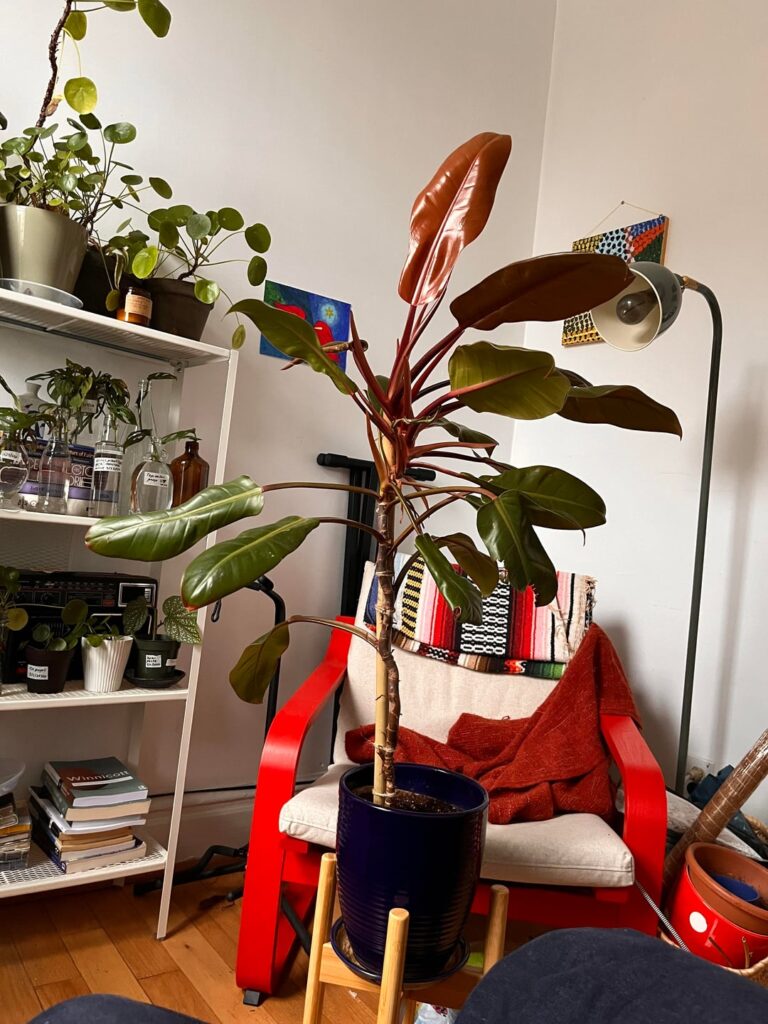 Don’t know what to do with this monster Don’t know what to do with this monster