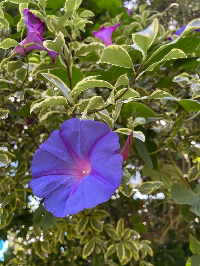 Does anyone know what this flower might be ? t.i.a