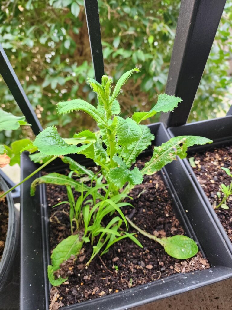 What is diiisssss? What is diiisssss?