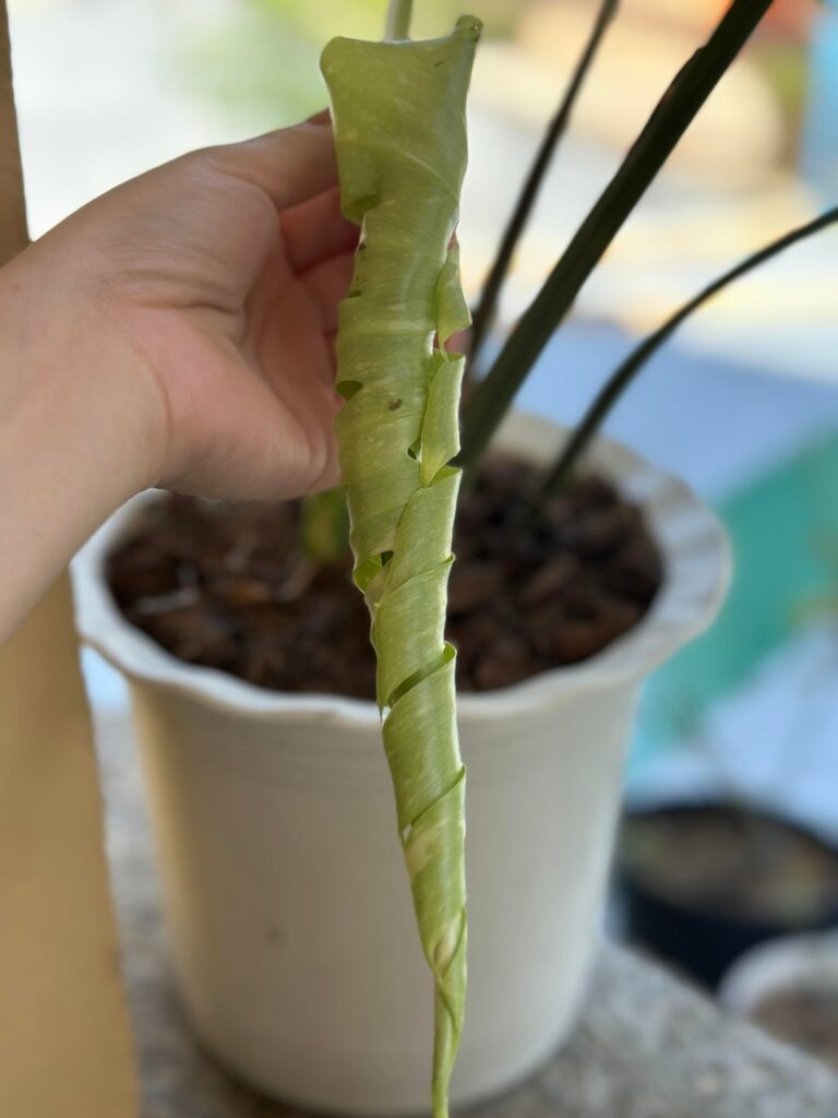 New leaf 💚