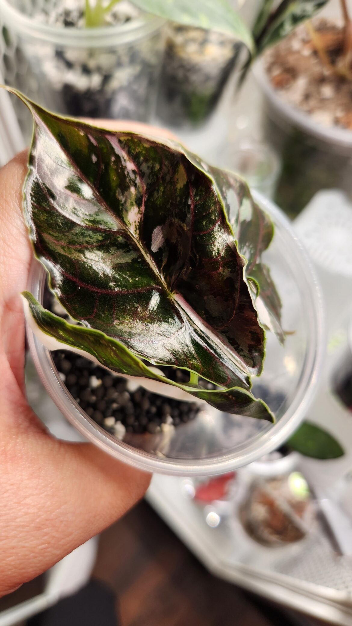 My favorite right now. What is yours?