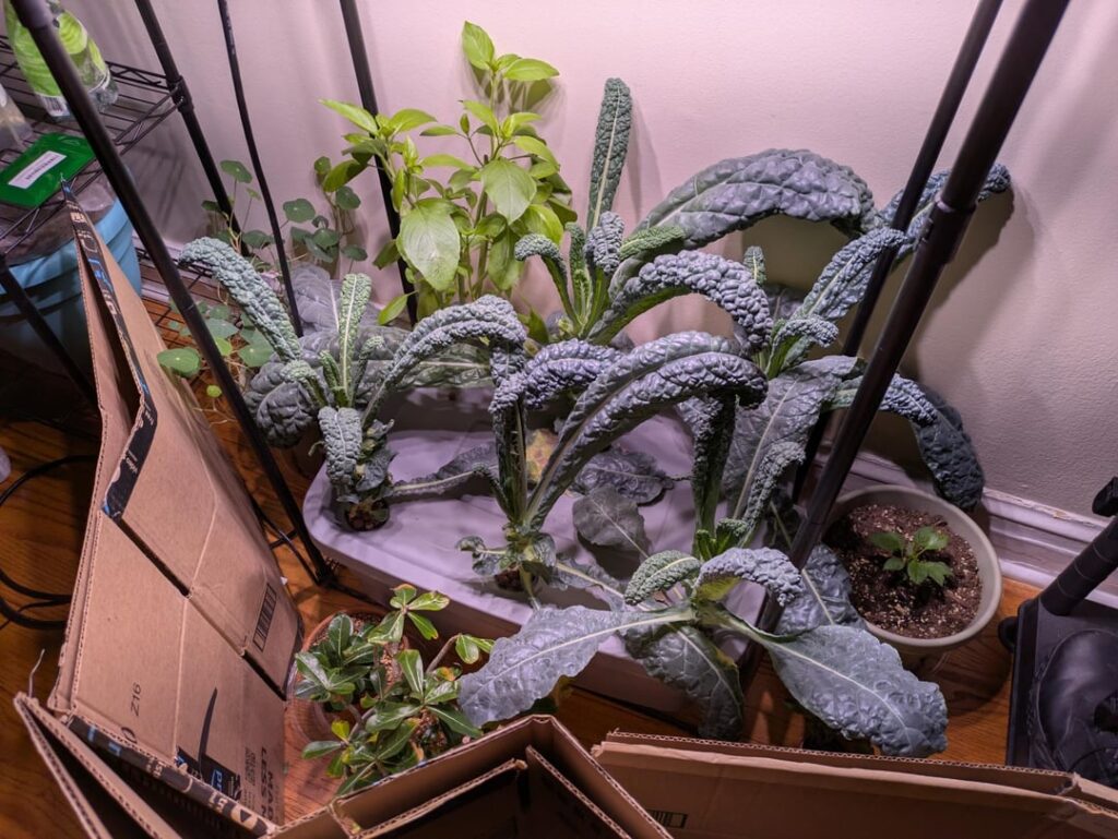 I pruned and reorganized my hydroponics setup I pruned and reorganized my hydroponics setup