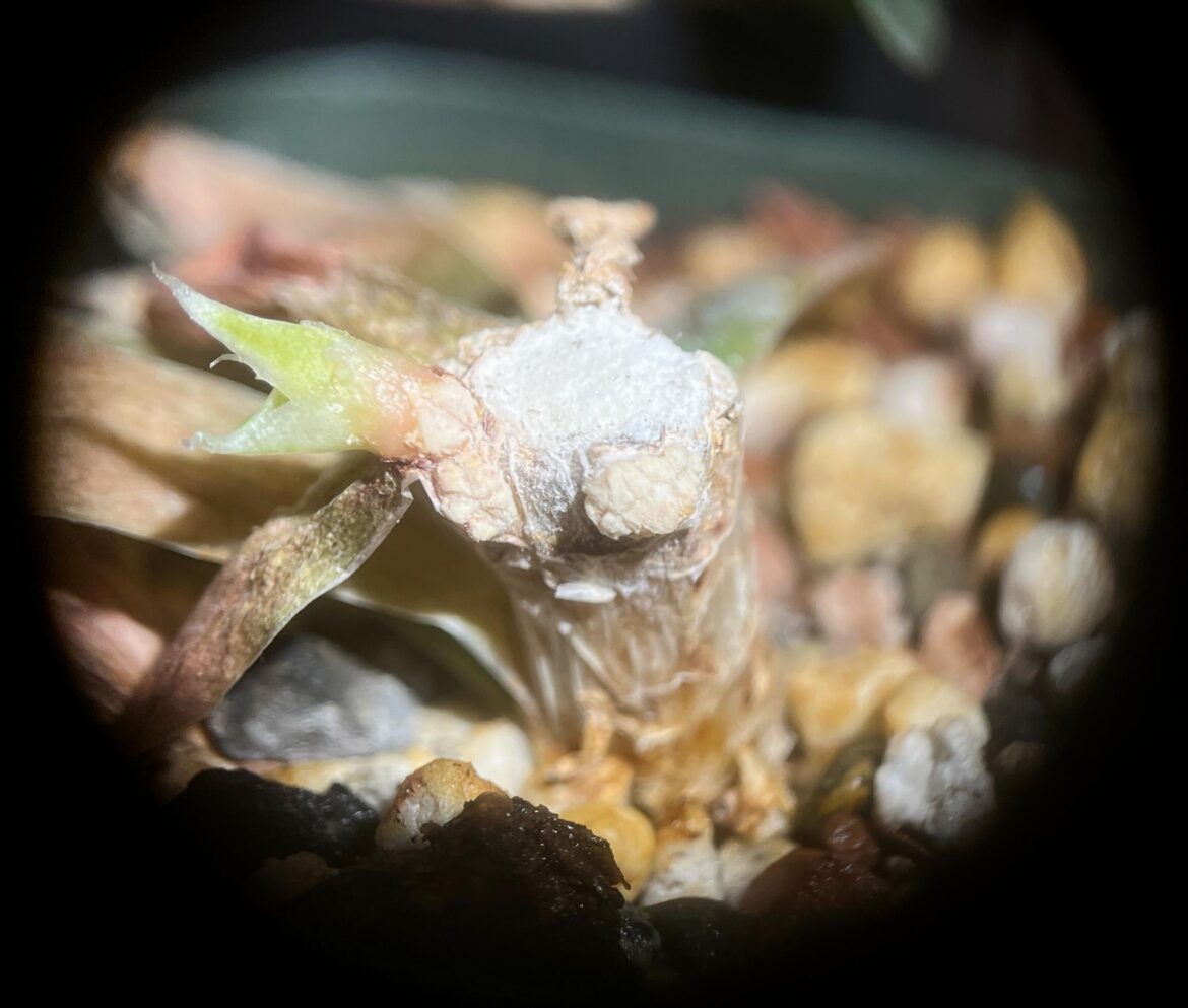 marumiana stem chop is taking off after doing nothing all winter