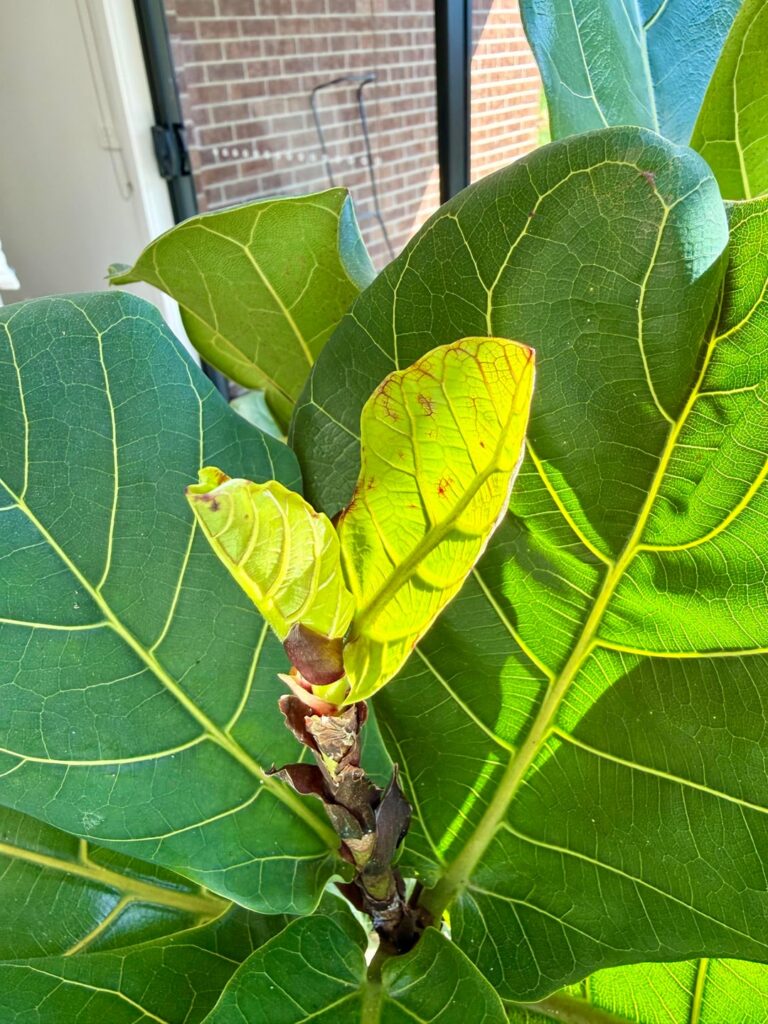 Finally healthy looking new leaves?!