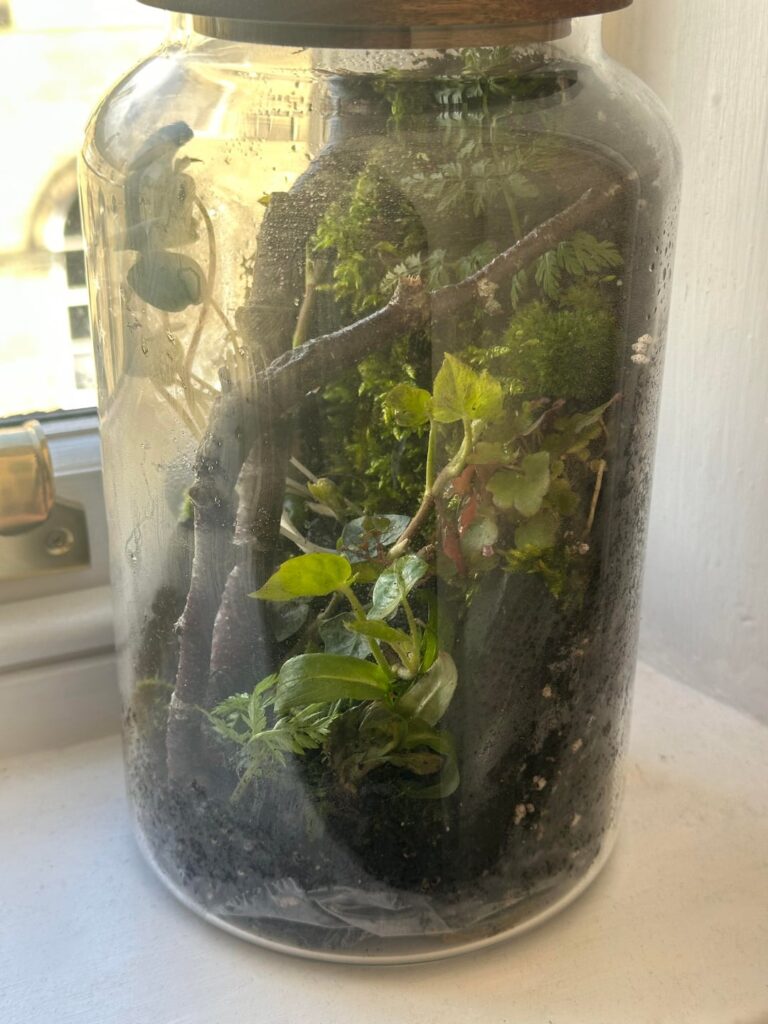 Home foraged terrarium - any ideas?