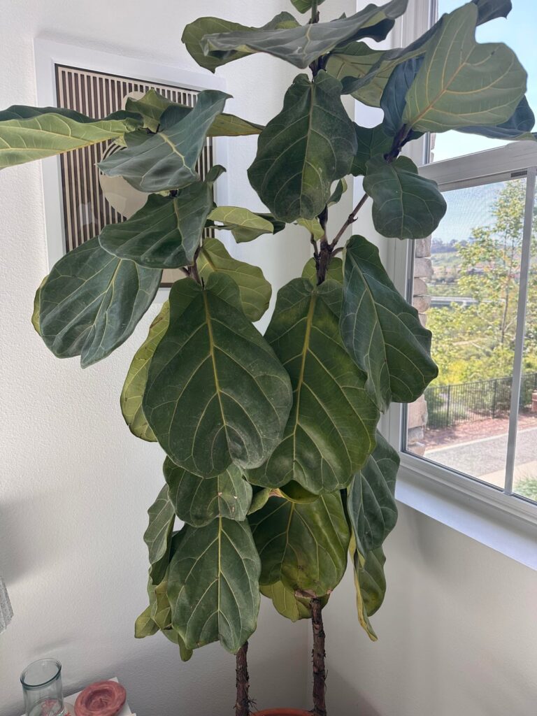 Majority of leaves are drooping – underwater or overwater? Majority of leaves are drooping - underwater or overwater?