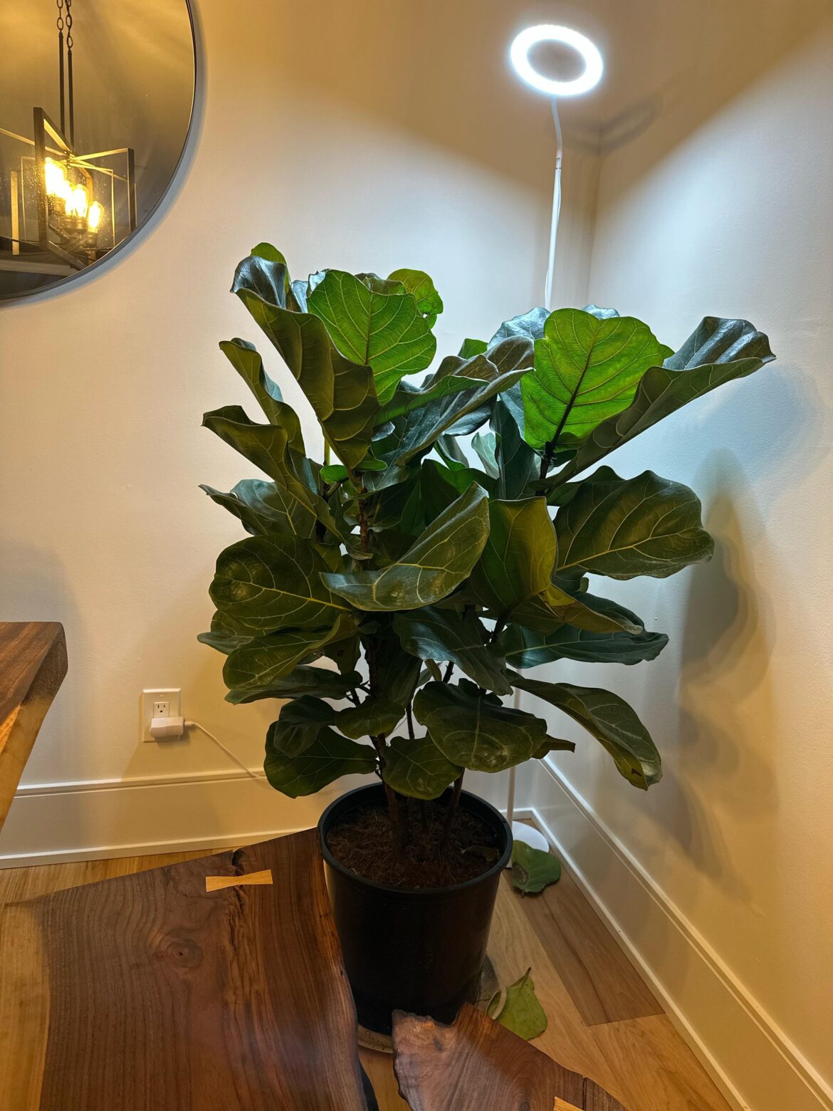 Help - new fiddle leaf fig owner
