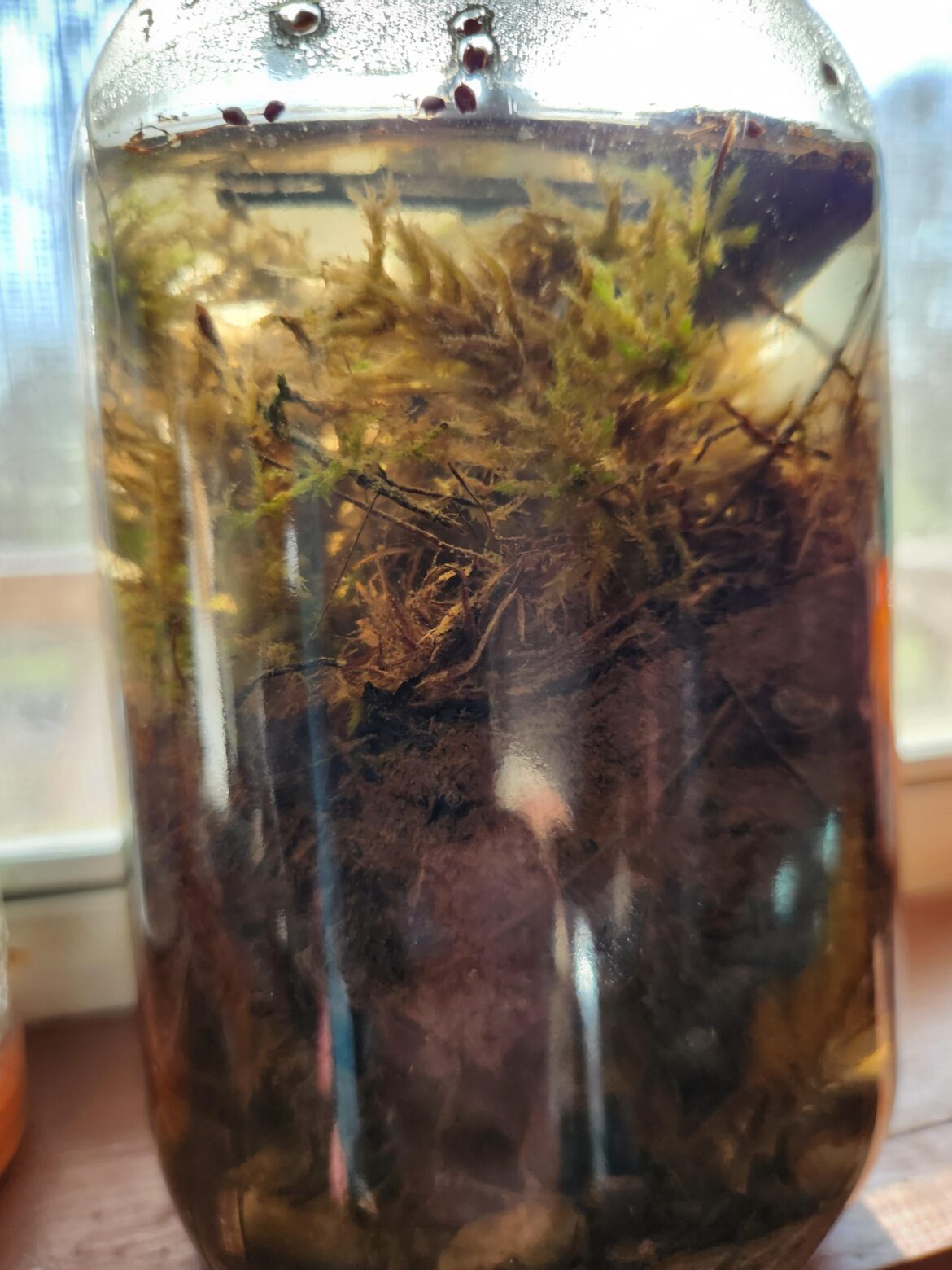 How long until you know if your ecosphere is working? Totally Newb here. How long until you know if your ecosphere is working? Totally Newb here.