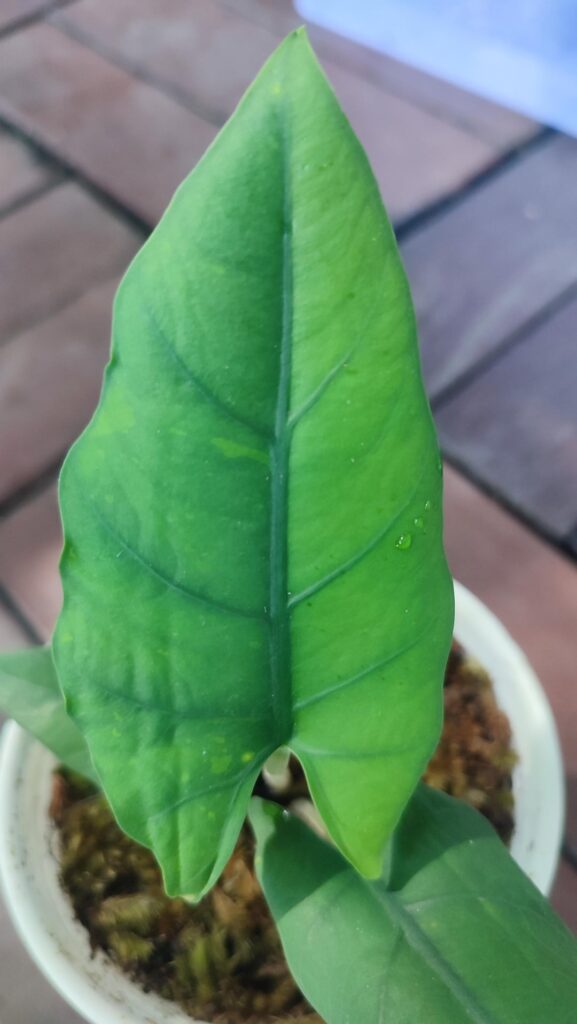 [Rare Variety] Alocasia Bisma