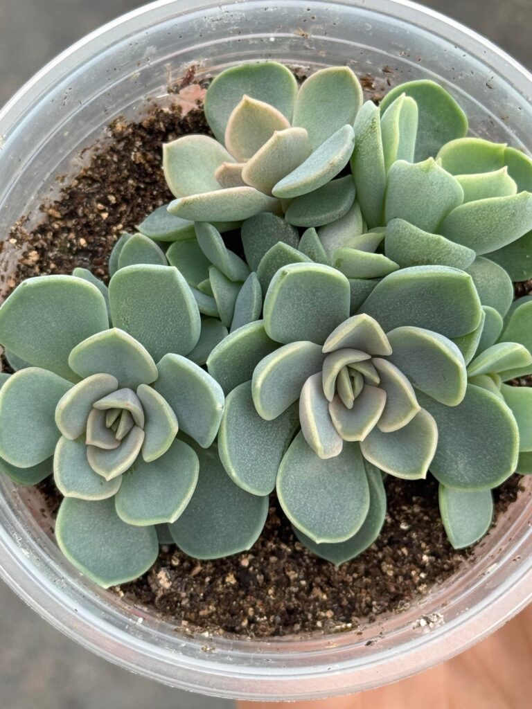 Grown from seed - unknown genetics