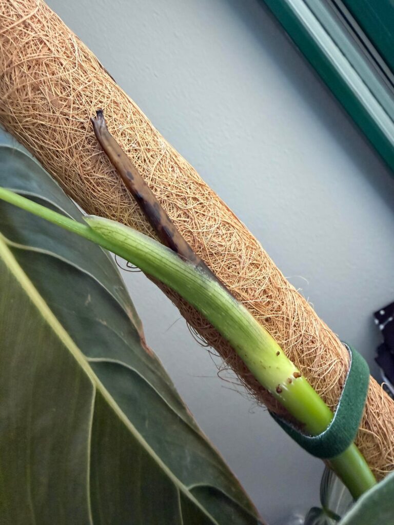 Was soll ich machen?