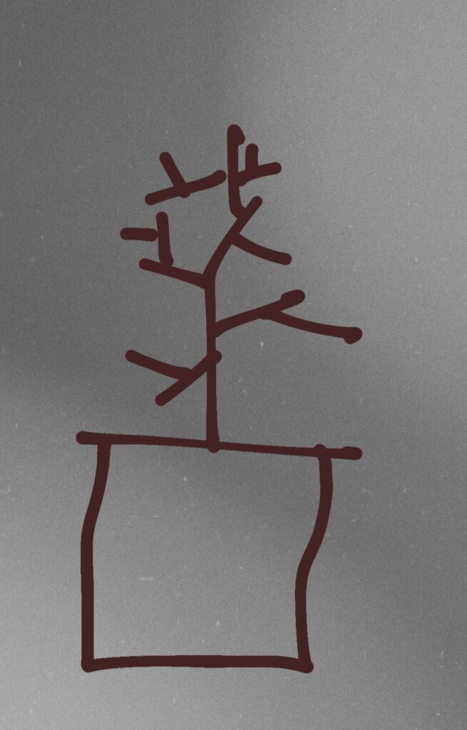 Trying to find a plant!