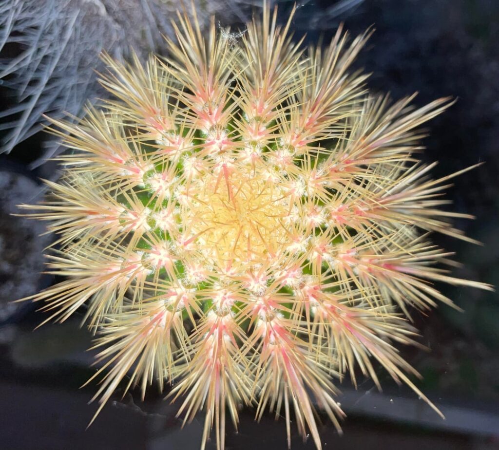 Cacti are cactusing