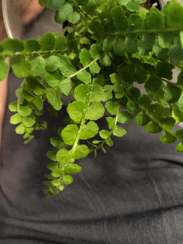 This maidenhair fern was gifted to me yesterday, and I found these mystery dots. If she does have some sort of pest, is she worth trying to save, with her delicate foliage?