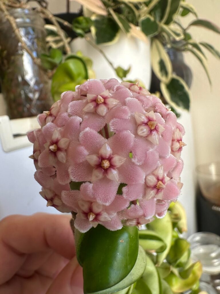 Carnosa Compacta Bloom