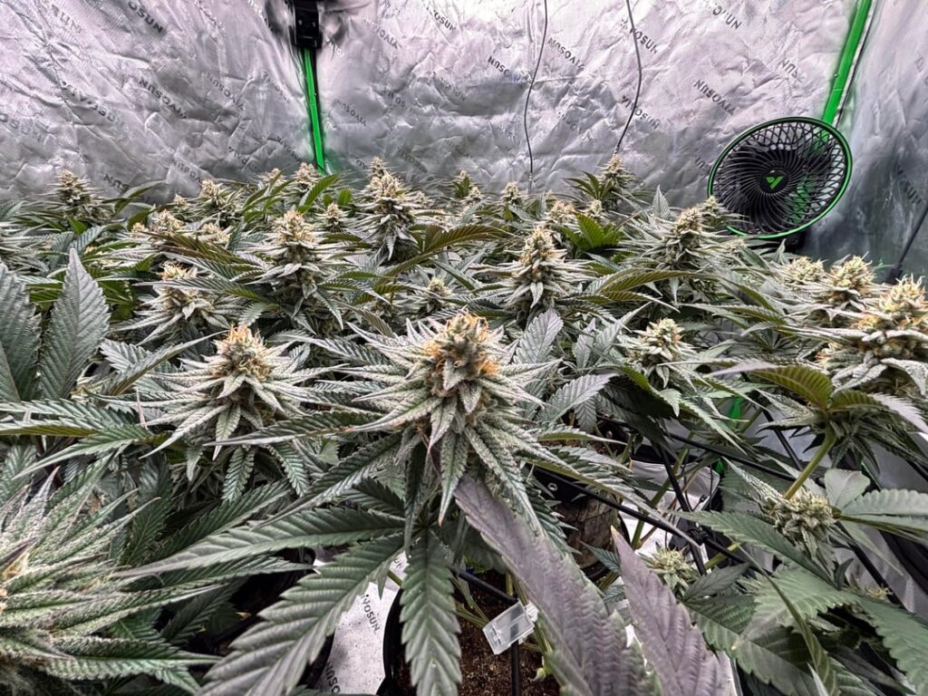 Banana Jealousy is Showing Deficiencies (Phosphorus)