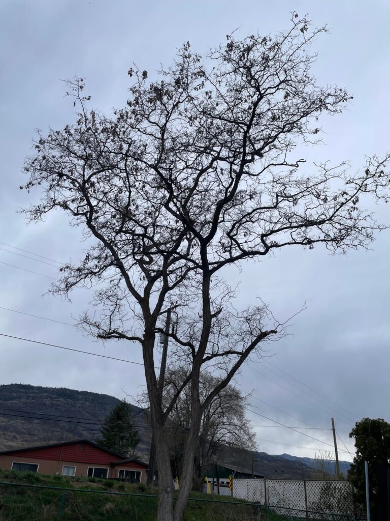 Pruning mystery tree