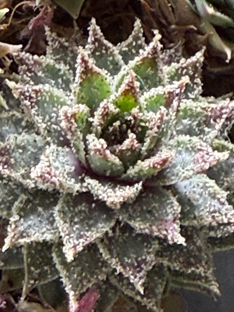 Help identifying what is growing/living on my plant Help identifying what is growing/living on my plant