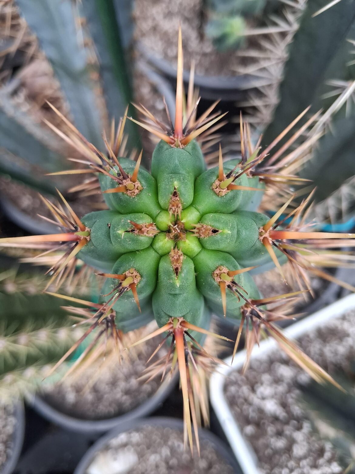 Cuzco symmetry