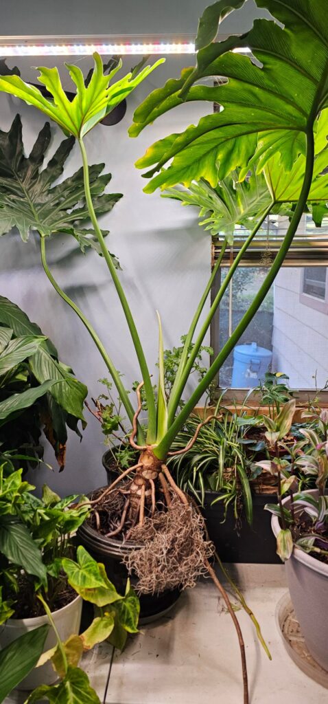 Repotting Question Repotting Question