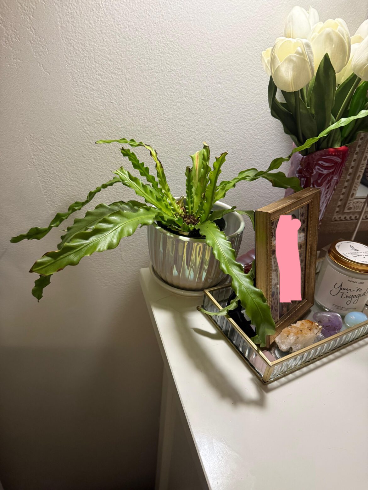 What plant hates you no matter what you do?