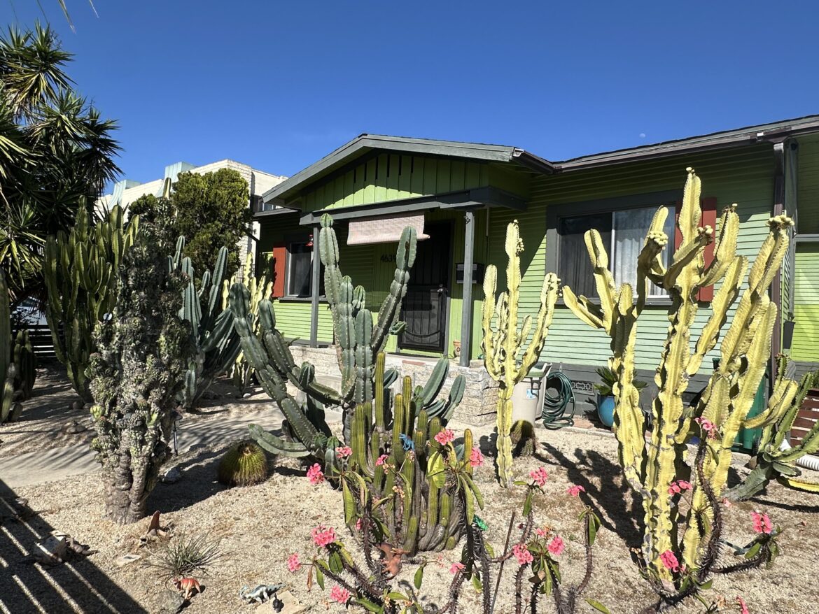 This house cactuses