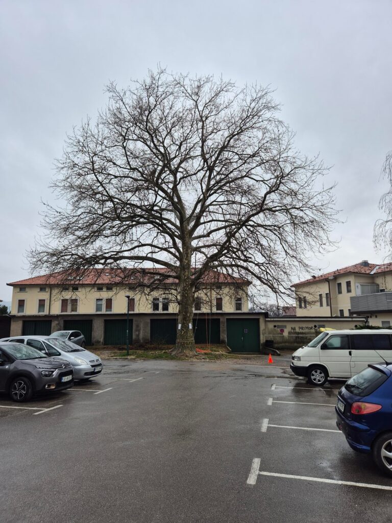 Prety little tree