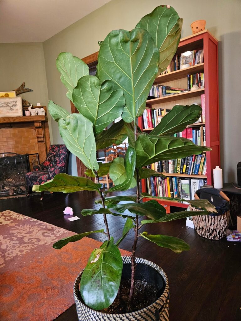 What should I do with this plant?