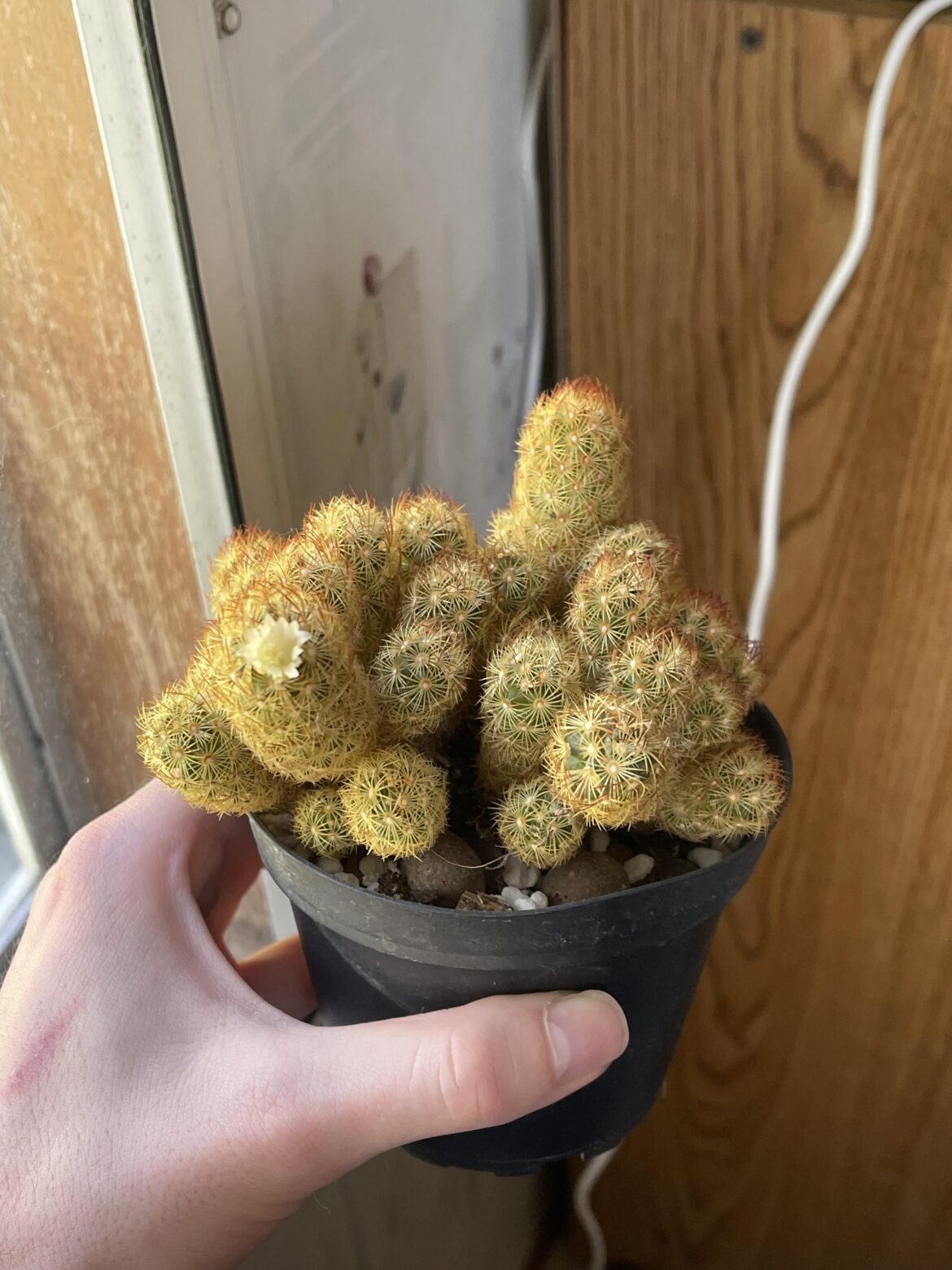 blooming cactus