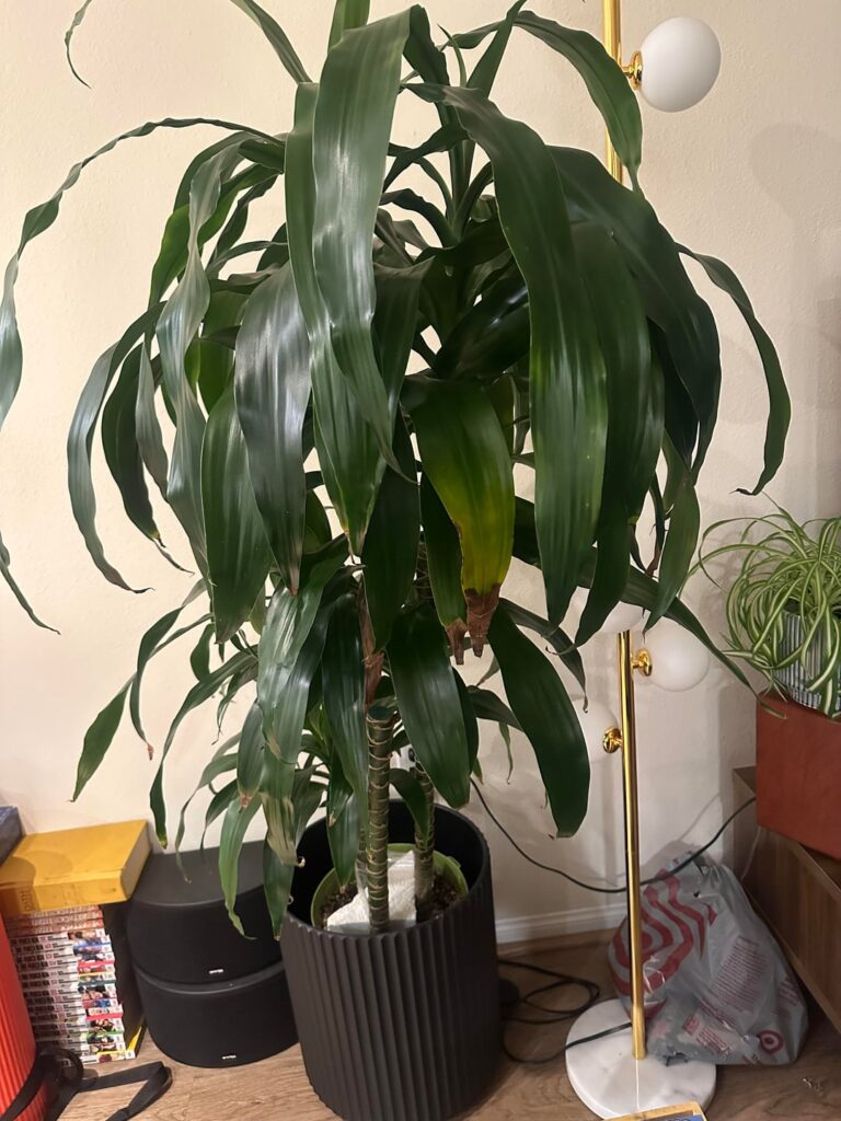 My corn plant/ Dracaena is getting yellow tips and occasional brown crusty leaves