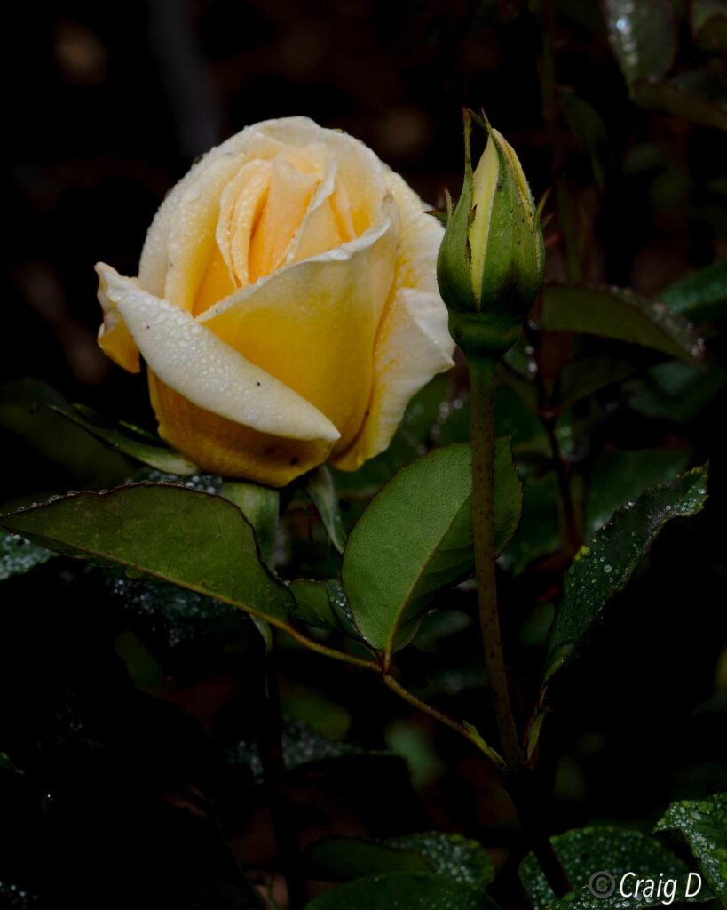 Rose [oc]