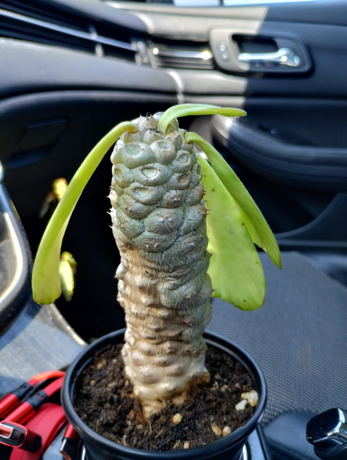 Just picked up a pitiful Poisonii