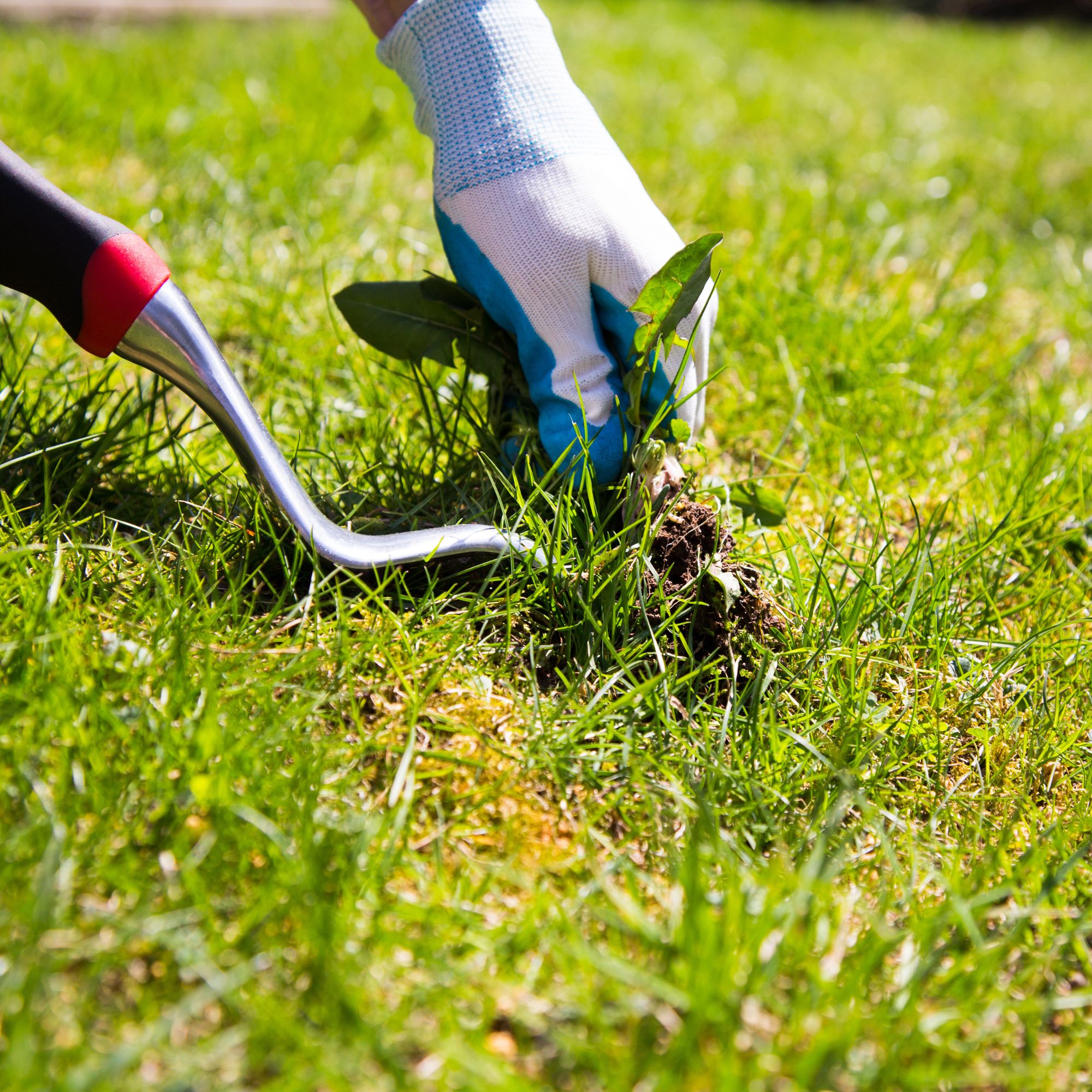 weed pulling from lawn