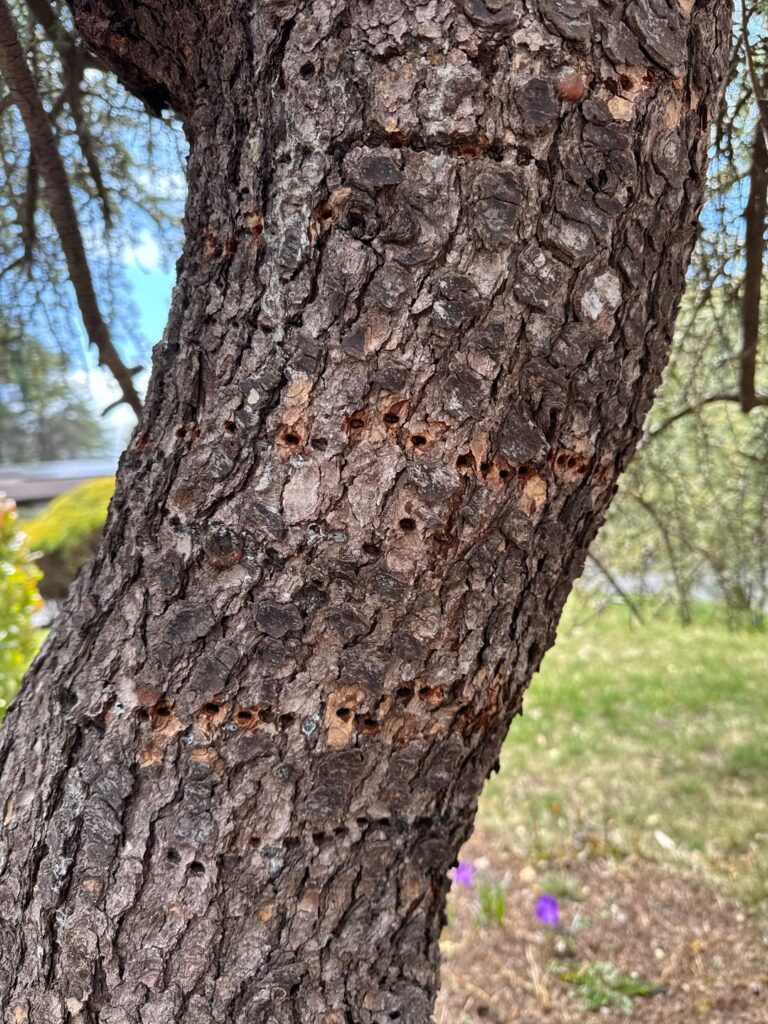 Damage on tree
