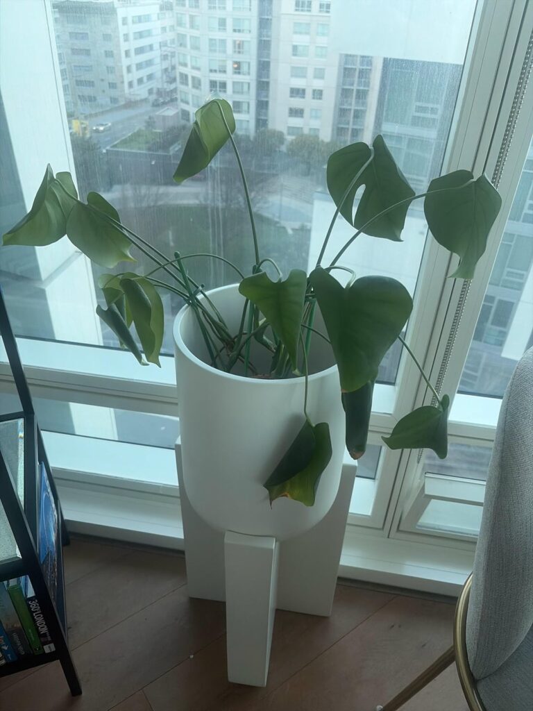 Baby Monstera struggling