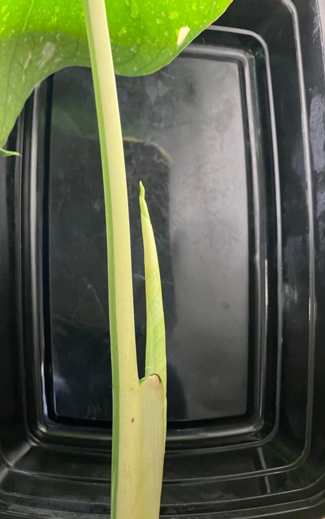 New leaf on my Thai con!