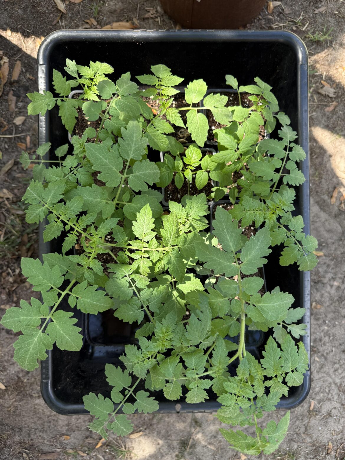 Tomato babies