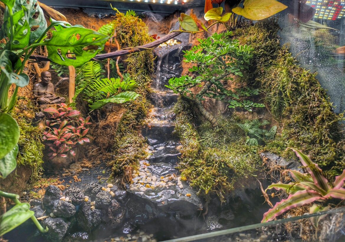 My 1st attempt at an indoor rain forest My 1st attempt at an indoor rain forest