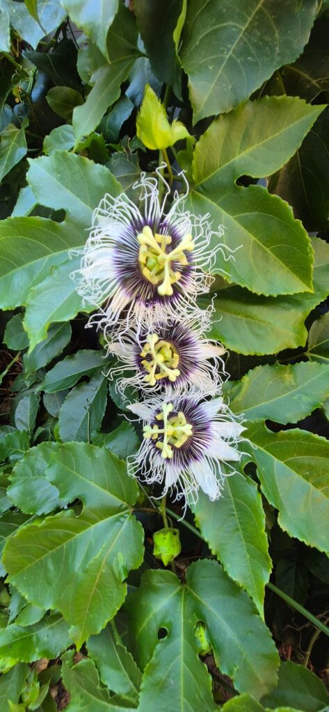 Passion flowering, but no fruit Passion flowering, but no fruit