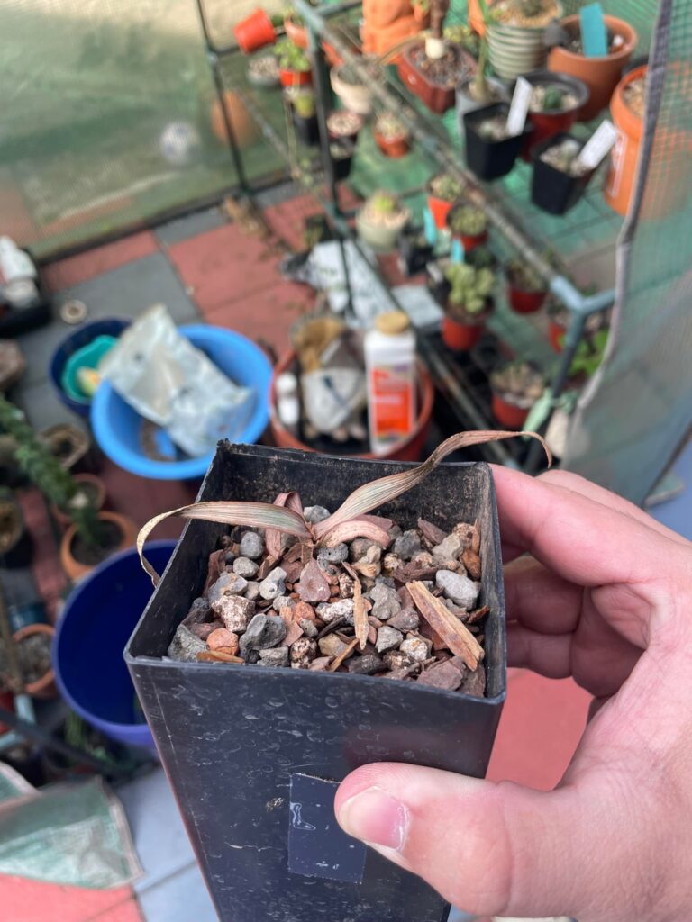Is my Welwitschia seedling cooked?