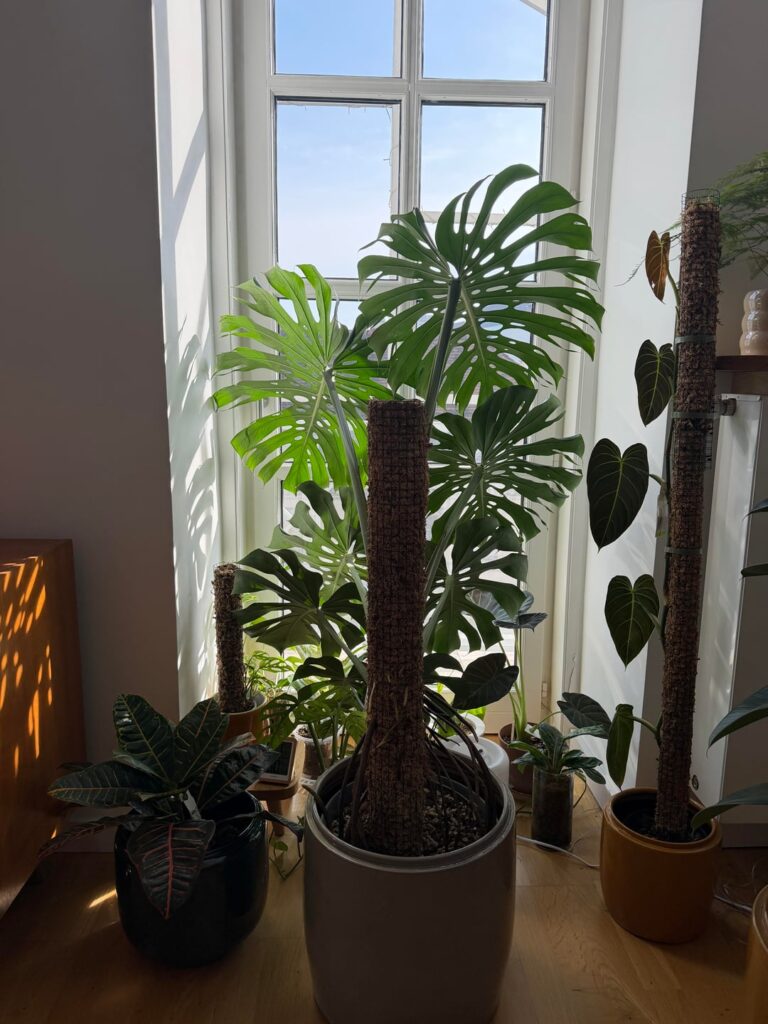 My big guy seems to wanna escape the pot