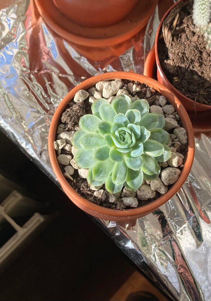 She’s slowly getting her glow back ✨