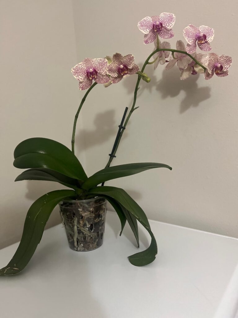 First Rebloom 🩷💛